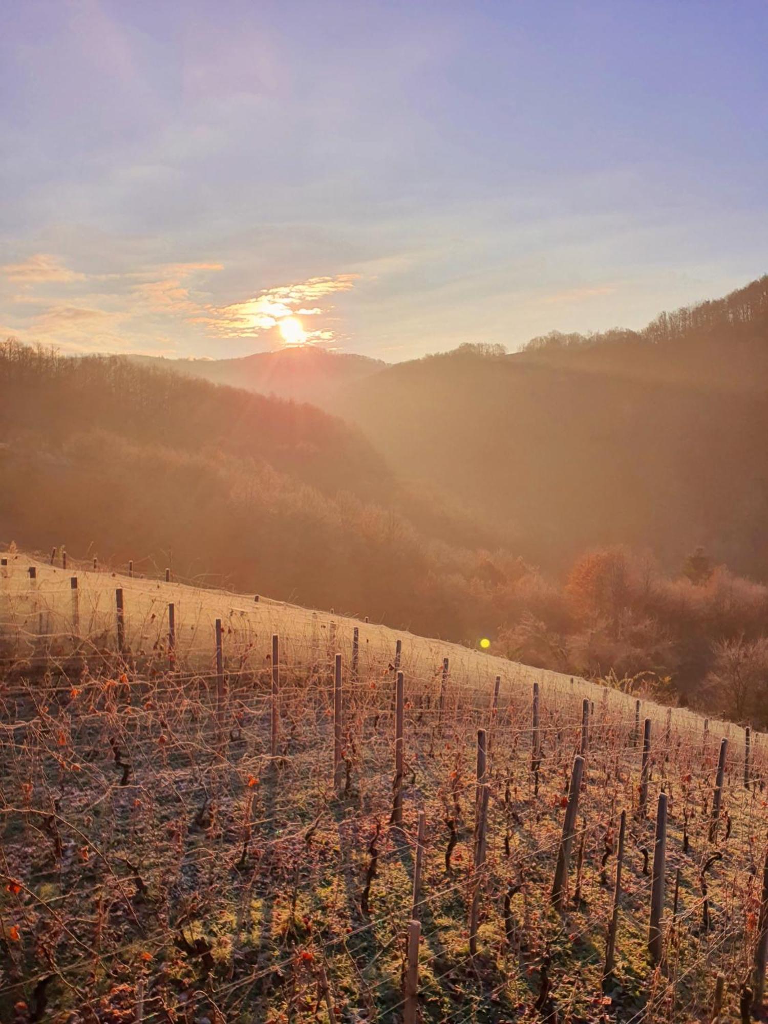 Vineyard Cottage Matej Trebnje Екстер'єр фото